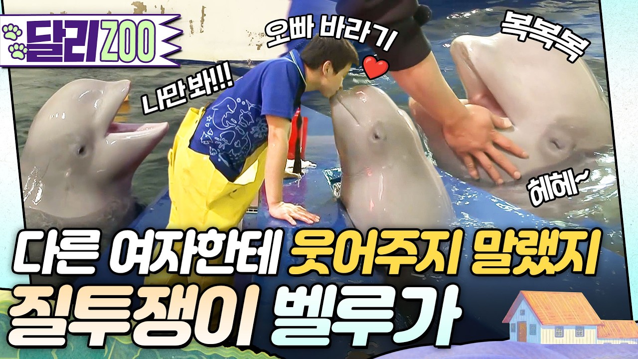 [🐕#달리ZOO] 오빠는 내 거야! 잘생긴 집사 옆에서 24시간 감시(?) 중인 질투쟁이 벨루가🐬 #달리 #DALI