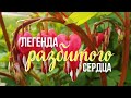 ЧТО СКРЫВАЕТ «Разбитое сердце»?