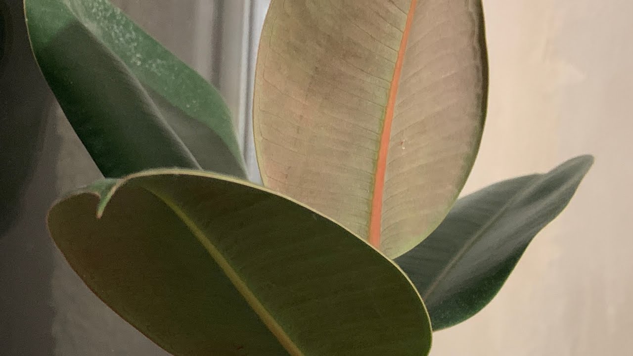 Ficus elastica: care 