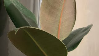 Ficus elastica: care #ficuscare #ficuselastic #rubberplant #ficuslyrata