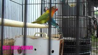 Love Birds Singing beautifull by NATURE WILDLIFE 709 views 3 years ago 4 minutes, 13 seconds