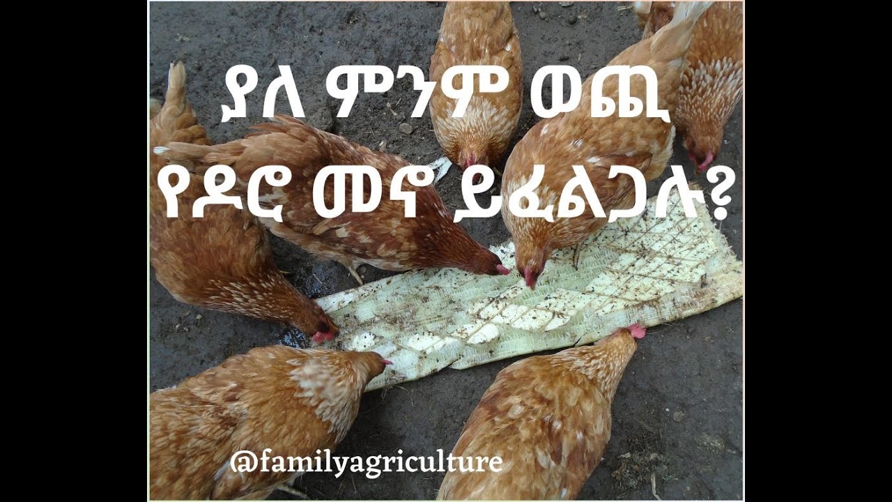 ያለ ምንም ወጪ የዶሮ መኖ ይፈልጋሉ?Do you need poultry feed with no cost?