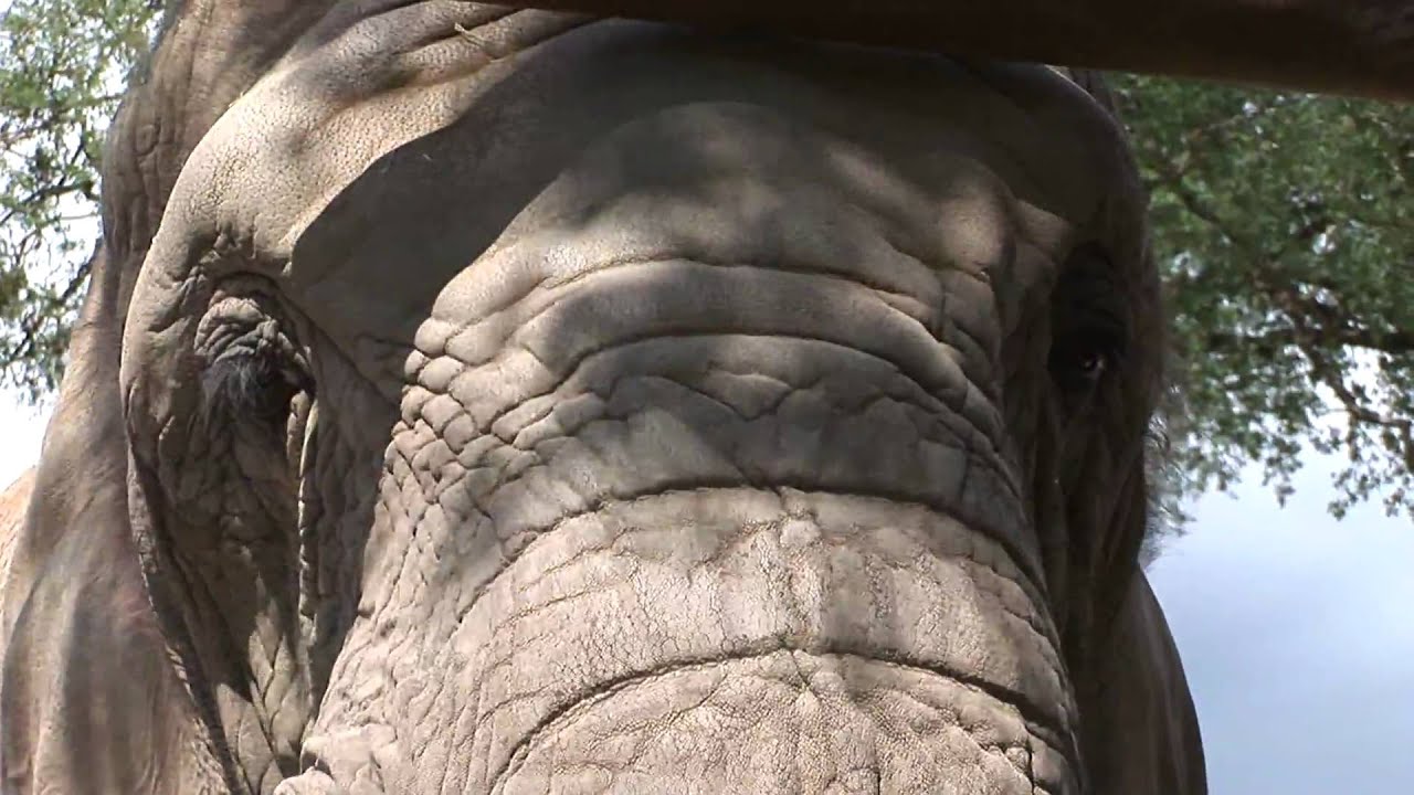 Close up of Elephant_Pan Down to Feet