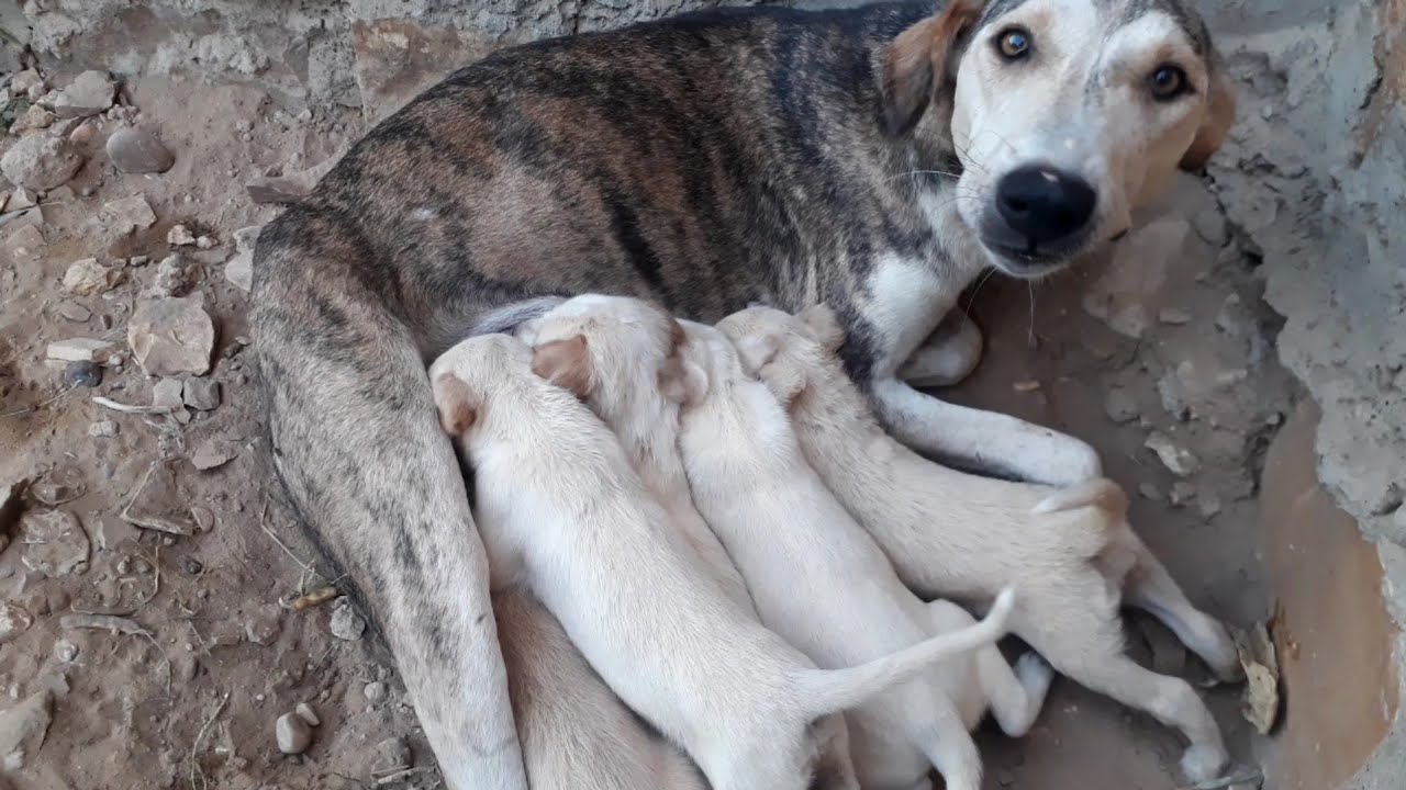 Mom Dog Nursing Their Cute Baby Puppies - YouTube