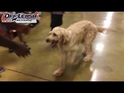 sammi-holding-while-messed-with:-)-|-goldendoodle-|-offleashgeorgia.com
