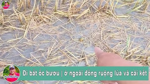Đi bắt ốc bươu | ở ngoài đồng ruộng lúa và cái kết | Catch the snail | Thanh Phúc Vlogs
