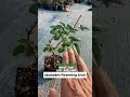 How to Encourage New Flower Shoots 🥀🌿
