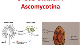 الفطريات الزيجوتيه_ فطر عفن الخبز_الفطريات الزقيه Zygomycotina_Rhizopus-Ascomycotina