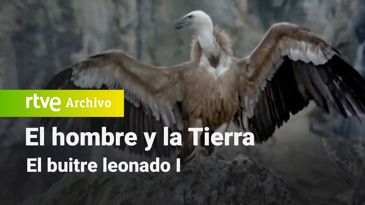 El hombre y la tierra: Capítulo 50 - El buitre leonado I | RTVE Archivo