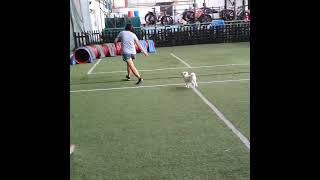 Toto & Sharon in Action!