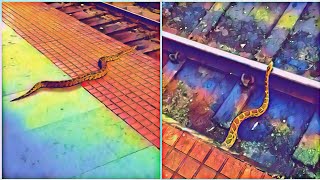 Most Danger Python Molurus | How did it Cross Railway Track