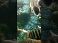 Black & White Fish!! #shorts #markzuckerberg #socialmedia #viralvideo #viral #fishing #nature