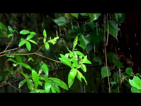 Video Công viên mưa Xoa dịu nỗi lo bằng cơn mưa nhẹ nhàng và... - YouTube