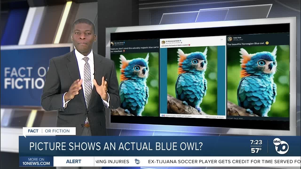Fact or Fiction Picture shows blue owl with catlike whiskers? YouTube