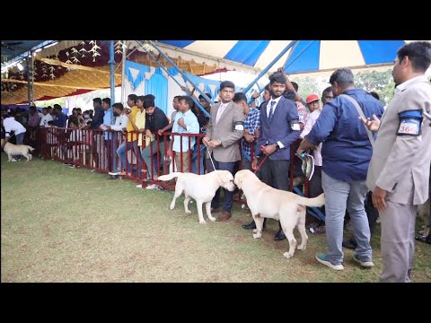 LABRADOR RETRIEVER OPEN CLASS. D'PARK'S TWO IMPORT DOG IN SAME CLASS. LETS SEE THE GAME?