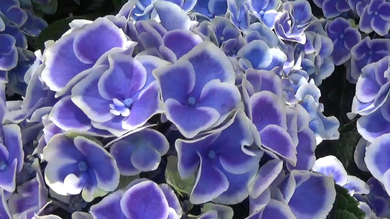 あじさい好き必見 形原温泉あじさい祭り Katahara Hot Spning Hydrangea Festival Youtube