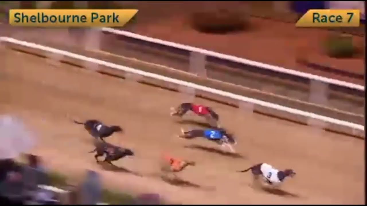 Bockos Diamond - BoyleSports Irish Greyhound Derby Semi Final