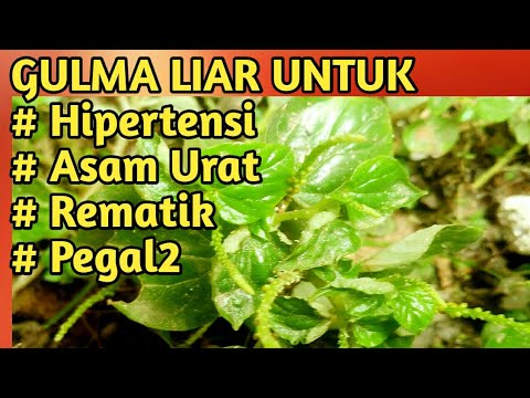 Cara mengobati hipertensi pakai ketumpang air 