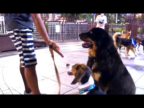 東張西望 | 狗咬狗羅生門 可憐藏獒又被污名化?!