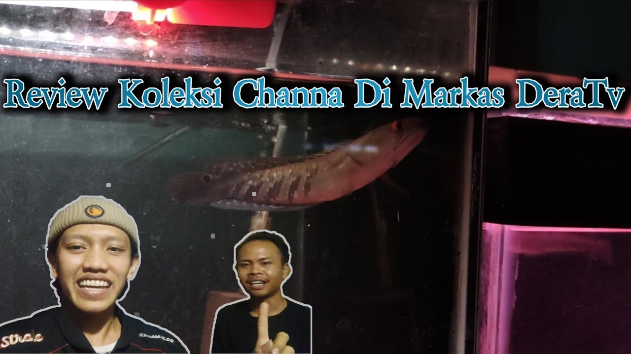 Review Koleksi Channa DeraTv !! | Maru Progres Full Cabung & Auranti Gondrong Mangap-Mangap !!!