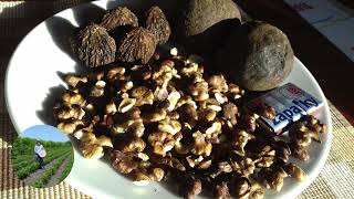 Orech Čierny, Krátka Upútavka