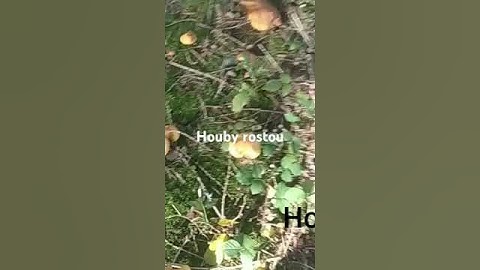 Houby rostou #houby