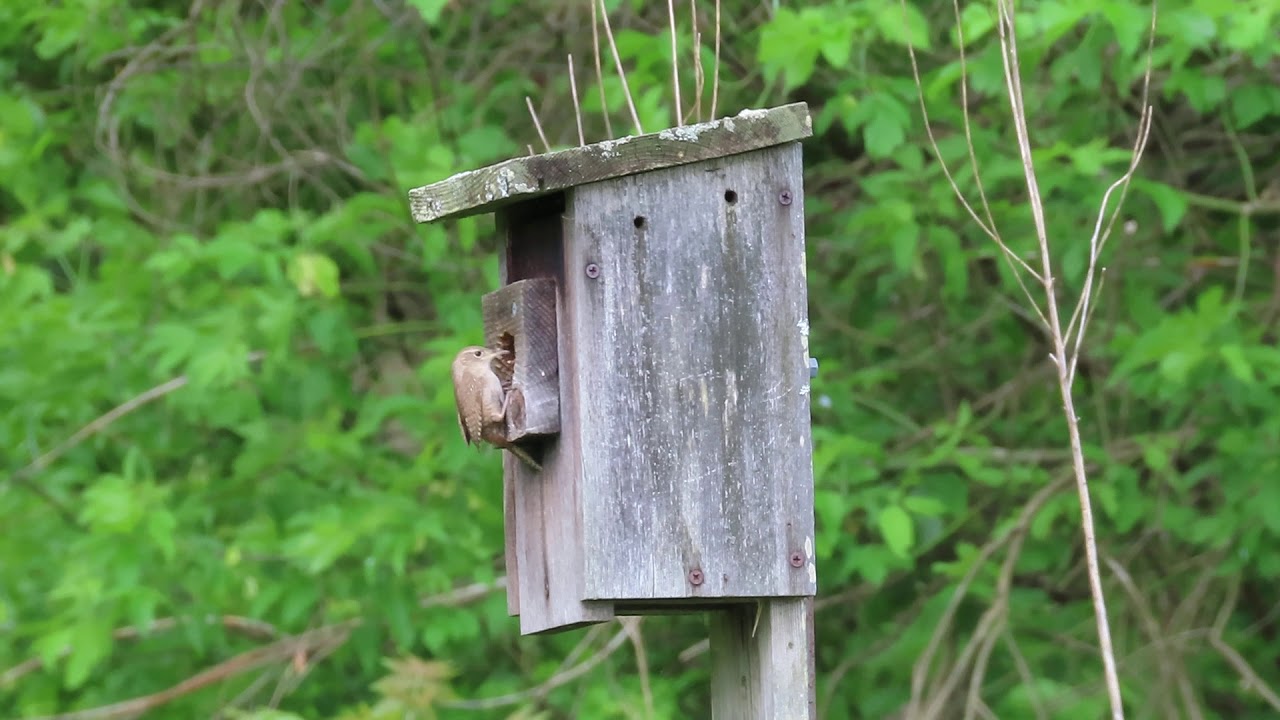 Nesting House Wrens (05/31/20) YouTube