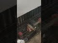 lovebird price in bangladesh 2025বাংলাদেশে লাভবার্ডের দাম ২০২৫  #viralvideo  #video  #shortvideo