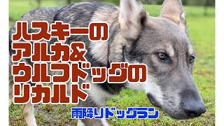 元気すぎるハスキーにたじたじなウルフドッグ【定例会】