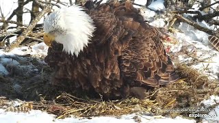 Decorah North Eagles~DNF is laying her first egg of season~1:50 pm 2021\/02\/16