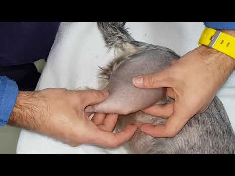 Video: Evaluación del daño del desgarro de menisco de un perro