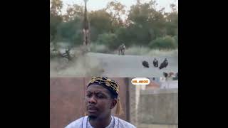 Epic Standoff In The Jungle Among Lions, Hyena, Giraffe & Vultures