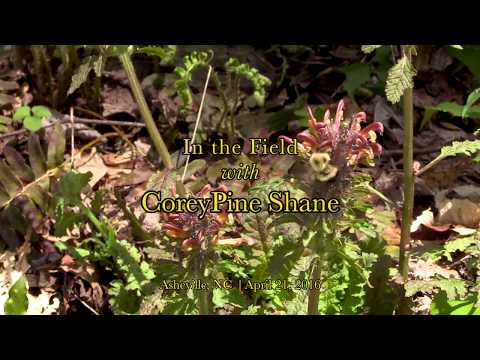 Pedicularis (Pedicularis canadensis) | CoreyPine Shane