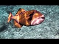 Titan triggerfish attack  riesendrckerfisch attacke