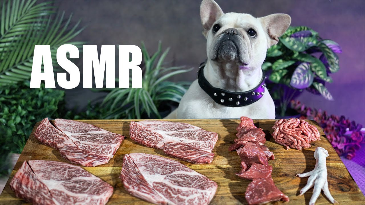 ASMR French Bulldog Eating Raw Wagyu Steak, Lamb & Mince Beef YouTube