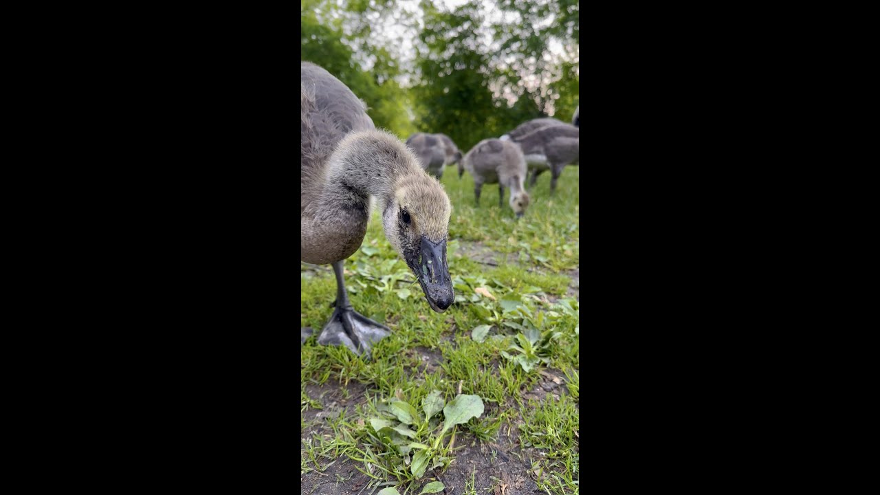 Why Have Geese Stopped Migrating?