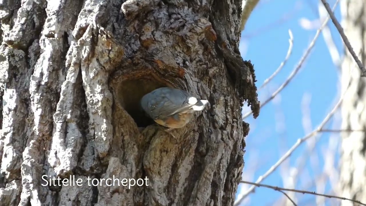 Bord de Siagne à  Pégomas -Fin mars 2025