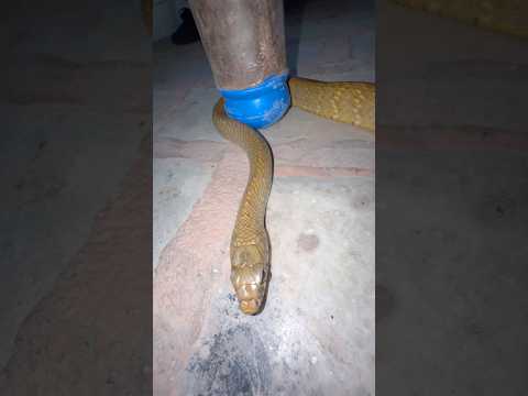 #wildlife #snakebite #snakevideo #snake #viral  #ratsnake #animal​ ⁠@chitransh_Bhai2.0 ​⁠ #shorts