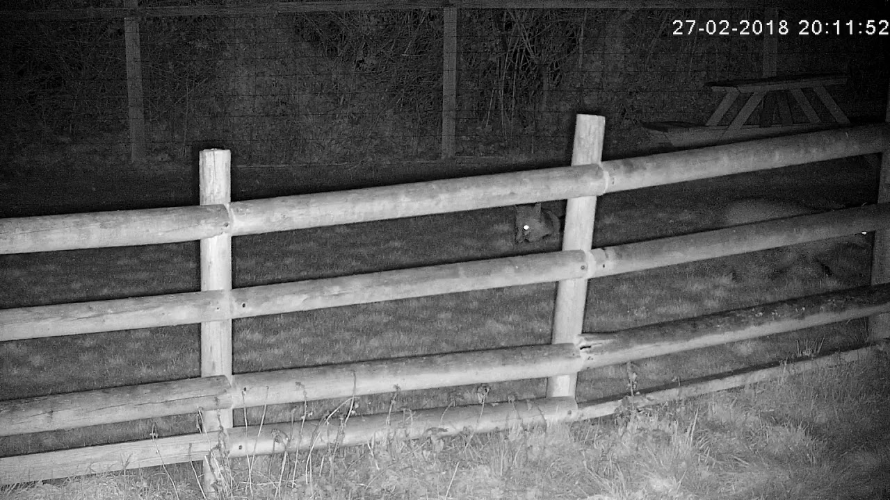 england traduccion Two rural foxes greeting each other with whimpers - with sounds