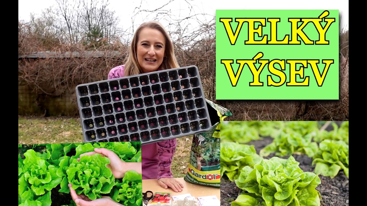 VELKÝ VÝSEV A PŘEDPĚSTOVÁNÍ SALÁTU - Silné a otužilé sazenice, jak správně vysévat salát a tipy