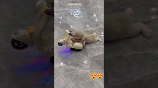 Aww so cute kitten playing 🥰 || cat meow #catslover