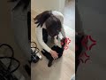 会社猫ふくの日常😸新人の指導は叱責と齧り付きで厳しく教えるのがふく流です😤#株式会社日章 #会社猫 #トラック