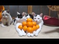 のせ猫 x みかんピラミッド　Mandarin orange pyramid