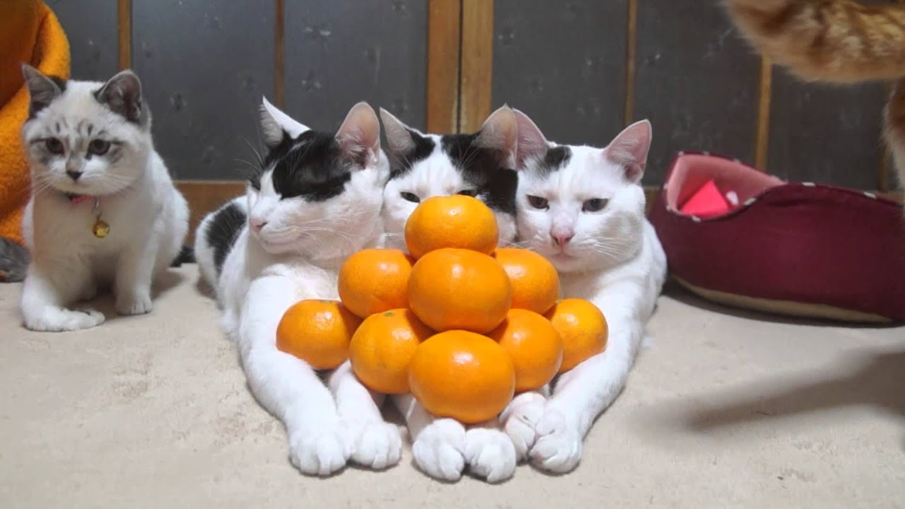 のせ猫 X みかんピラミッド Mandarin Orange Pyramid Youtube