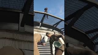 James Randals Plan To Go To Prison Nopixel Gta Rp