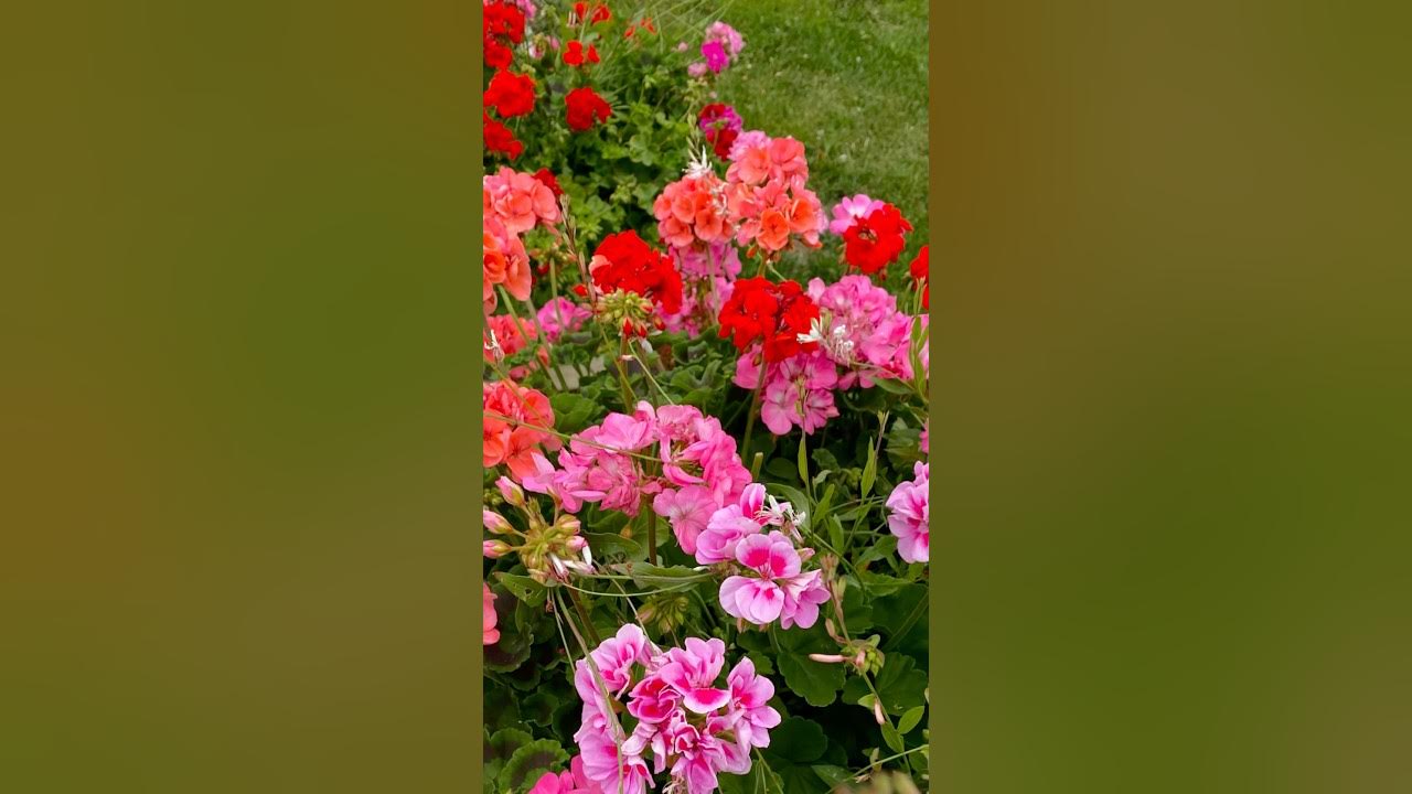 Как вырастить пеларгонию из семян? #герань #пеларгонии #пеларгония #сад ...