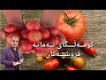 کۆمـەڵــگای تـەماتـە فرۆشـــــەکان 