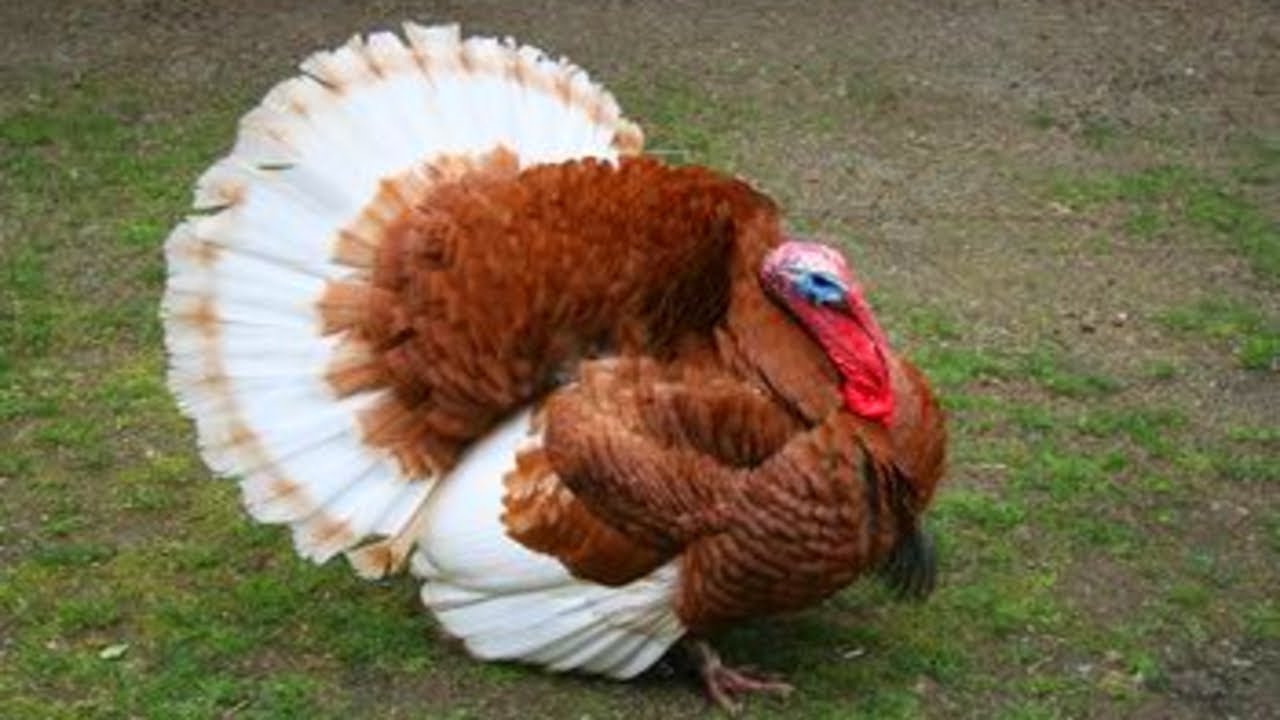 Turkey Names - Hundreds of Cool and Cute Ideas