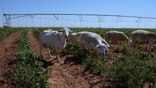 Can Sheep Provide Effective Weed Control? - America's Heartland