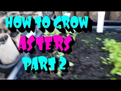 How to grow Asters part 2